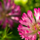 red clover